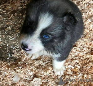 Фото №4. Продажа  в Антея  - цена 44934₽