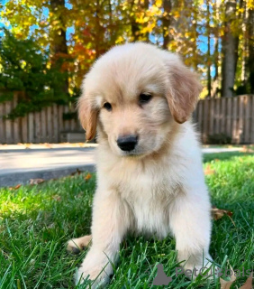 Фото №3. Гигантские шнаузерные щенки Zur усыновление.  Германия