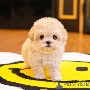 Фото №2 к объявлению №151801 о продаже мальтипу - купить в США заводчик