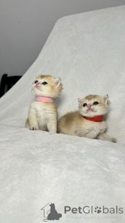 Фото №2 к объявлению №138588 о продаже шиншилла кошка - купить в Узбекистан частное объявление