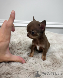 Фото №1. чихуахуа - купить в Rijeka Crnojević за 41745₽. Объявление №152461