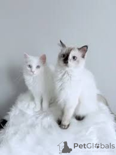 Фото №1. турецкая ангора - купить в Брюсселе за 46384₽. Объявление №166617