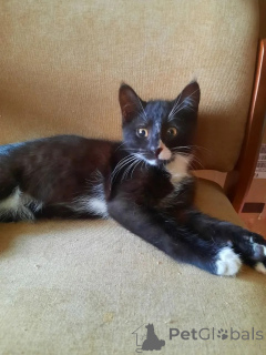 Фото №4. Продам  в Москве реке частное объявление - цена Бесплатно