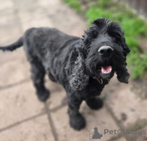 Фото №1. английский кокер-спаниель - купить в Москве реке за Бесплатно. Объявление №160705