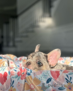 Фото №3. Французский щенок бульдогов для усыновления.  Германия