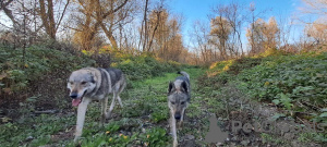 Дополнительные фото: Щенки чехословацкой волчьей собаки