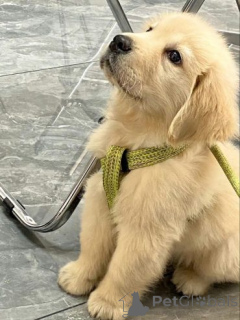 Фото №2 к объявлению №158715 о продаже лабрадор-ретривера - купить в Германии частное объявление