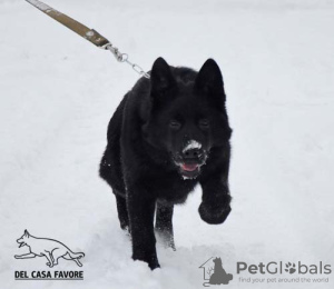 Фото №2 к объявлению №17870 о продаже немецкую овчарку - купить в Украине частное объявление, из питомника, заводчик