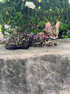 Фото №1. бенгальская - купить в Диетокон за 69575₽. Объявление №152635