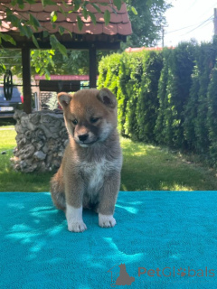Фото №3. Shiba-Inu Puppy.  Сербия