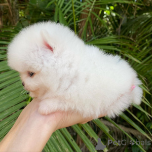 Фото №4. Продажа кеесхонда в Бонндорф частное объявление - цена договорная