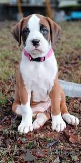 Фото №1. немецкий боксёр - купить в Лиссабон за 64937₽. Объявление №165952