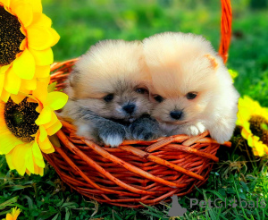 Фото №1. померанский шпиц - купить в Баден-Бадене за договорная. Объявление №166147