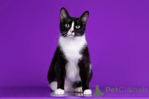 Фото №2 к объявлению №144541 о продаже  - купить в России из питомника