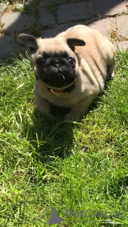 Фото №3. Cute pug puppies available for free adoption.  Германия