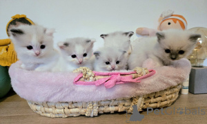 Фото №1. рэгдолл - купить в Пробег за Бесплатно. Объявление №167513