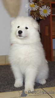 Фото №2 к объявлению №85489 о продаже самоедскую собаку - купить в Польше заводчик