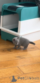 Фото №2 к объявлению №153218 о продаже русская голубая - купить в Германии 