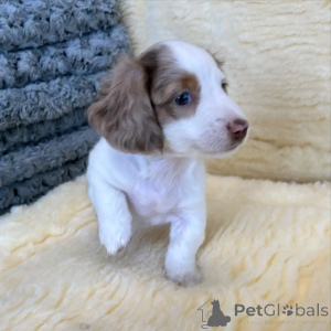 Фото №3. Mini-Dackelwelpen Zur Усыновление.  Германия