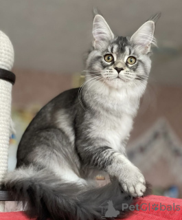 Фото №2 к объявлению №163175 о продаже мейн-кун - купить в Германии заводчик