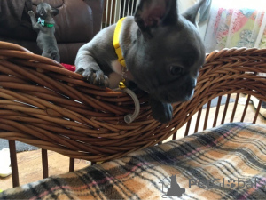 Фото №2 к объявлению №163435 о продаже  - купить в Германии 