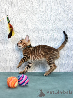 Фото №3. Породистые котята из питомника. Беларусь