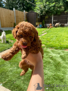 Фото №3. very playful Toy poodle puppies for free adoption.  Германия