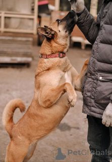 Фото №4. Продажа беспородную в Санкт-Петербурге частное объявление - цена Бесплатно