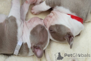 Фото №3. Доступный.  США