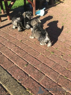 Фото №2 к объявлению №137789 о продаже ризеншнауцера - купить в Германии заводчик