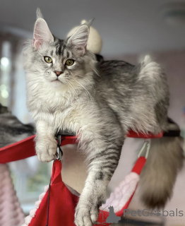 Фото №2 к объявлению №163187 о продаже мейн-кун - купить в Германии заводчик