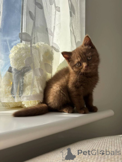 Фото №2 к объявлению №155478 о продаже британская короткошёрстная - купить в Германии заводчик