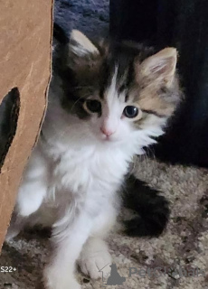 Фото №1. норвежская лесная - купить в Детмольд за 32468₽. Объявление №147359