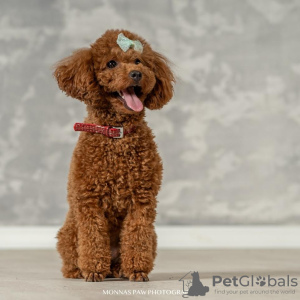 Фото №4. Продажа пуделя (карликового) в Бачка-Паланка заводчик - цена договорная