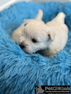 Фото №2 к объявлению №134424 о продаже беспородную - купить в Польше заводчик