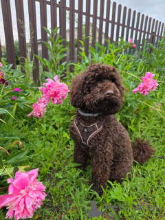 Фото №3. Умный, дружелюбный и гипоаллергенный! 	2. Познакомьтесь с новым лучшим другом.  США