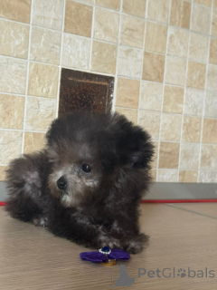 Фото №2 к объявлению №155084 о продаже пуделя (карликового) - купить в России частное объявление