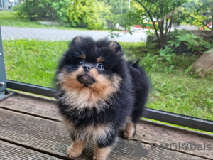 Фото №3. Сute black&tan Pomeranian puppy.  Литва