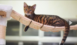 Фото №3. Прекрасные котята породы Тойгер родились 6 мая, сейчас принимаем заявки на. Россия