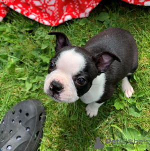 Фото №3. Adorable Boston Terrier Puppies for free adoption.  Германия