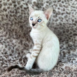 Фото №2 к объявлению №153230 о продаже бенгальская - купить в Швеции частное объявление