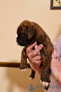 Фото №2 к объявлению №135375 о продаже беспородную - купить в Германии 