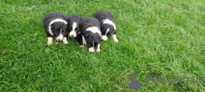 Фото №3. Border Collie puppies for adoption.  США