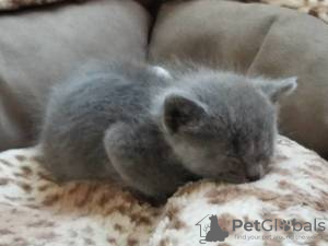 Фото №3. Cute British-shorthair kitten for frr adoption. Германия