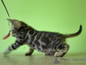 Фото №3. Bengal Male. Польша