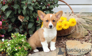 Фото №1. вельш-корги - купить в Августдорф за договорная. Объявление №162218