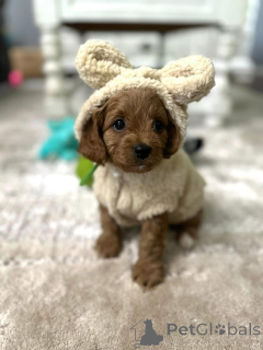 Фото №1. кинг-чарльз-спаниель - купить в Шаг за договорная. Объявление №154339