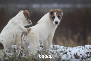 Дополнительные фото: Высокопородные щенки Среднеазиатской овчарки