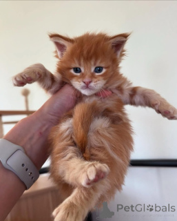 Фото №3. Мэн Кун. Германия