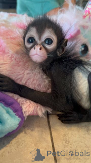 Фото №1. мейн-кун - купить в Байенфурт за договорная. Объявление №161291